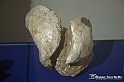 VBS_9147 - Museo Paleontologico - Asti